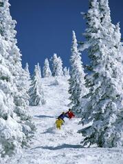 Three Skiers Moving Through Trees